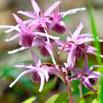 خواص epimedium